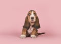 Cute basset hound puppy dog sitting looking up on a pink background Royalty Free Stock Photo