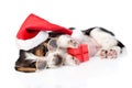 cute basset hound puppy with red gift box and santa hat. isolated on white Royalty Free Stock Photo