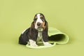 Cute basset hound puppy sitting with a green beach bag on a green background Royalty Free Stock Photo