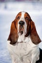 Cute Basset Hound in winter