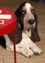 Cute bassethound portrait Royalty Free Stock Photo