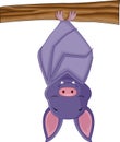 Cute bat cartoon sleeping Royalty Free Stock Photo