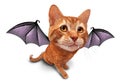 Cute Bat Cat