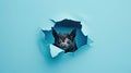 cute bat peeking through a hole Royalty Free Stock Photo