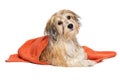 Cute bathed havanese puppy dog wrapped in an orange towel Royalty Free Stock Photo