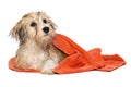 Cute bathed havanese puppy dog wrapped in an orange towel