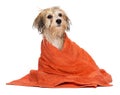 Cute bathed havanese puppy dog wrapped in an orange towel Royalty Free Stock Photo