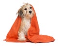 Cute bathed havanese puppy dog wrapped in an orange towel Royalty Free Stock Photo