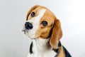 Cute beagle