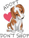 Cute beagle. Adopt. Don`t shop