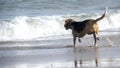 Cute Beagle at the beach chasing a ball