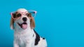 Cute of beagle clever puppy with pink large glasses