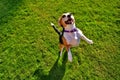 Cute Beagle Dog