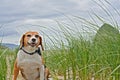 Cute beagle dog