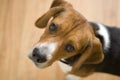 Cute Beagle Dog Royalty Free Stock Photo