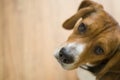 Cute Beagle Dog Royalty Free Stock Photo