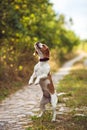 A Cute Beagle Dog Begs