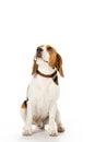 cute beagle dog in collar looking away