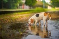 A cute beagle dog drinking water in a small puddle in the park.