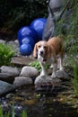 Cute beagle dog in front of pond with blue ceramic balls