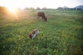 A cute beagle dog is guarding a cow which eating grass on the meadow Royalty Free Stock Photo