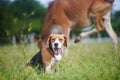 A cute beagle dog is guarding a cow which eating grass on the meadow Royalty Free Stock Photo