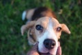A cute beagle dog is held its face by the owner while playing in the lawn,closed-up face focus on eye with shallow depth of field. Royalty Free Stock Photo
