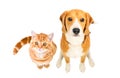 Cute Beagle dog and kitten Scottish Straight sitting together, top view Royalty Free Stock Photo
