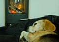 A cute beagle dog lays lazy and relaxed in front of a fireplace