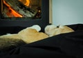 A cute beagle dog lays lazy and relaxed in front of a fireplace