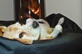 A cute beagle dog lays lazy and relaxed in front of a fireplace