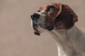 Cute beagle dog looking up with big shiny eyes Royalty Free Stock Photo