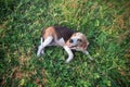 A cute beagle dog lying down on the grass field Royalty Free Stock Photo