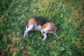 A cute beagle dog lying down on the grass field Royalty Free Stock Photo