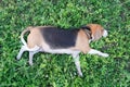 A cute beagle dog lying down on the grass field Royalty Free Stock Photo