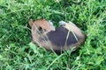 A cute beagle dog lying down on the grass field Royalty Free Stock Photo