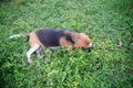 A cute beagle dog lying down on the green grass Royalty Free Stock Photo