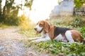 A cute beagle dog lying down on theout door in the yard. Focus on face with shallow depth of field Royalty Free Stock Photo