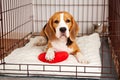 Cute beagle dog is lying in a pet cage. Wire box for keeping the animal Royalty Free Stock Photo