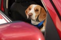Cute Beagle dog peeking out car window Royalty Free Stock Photo