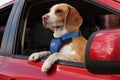 Cute Beagle dog peeking out car window Royalty Free Stock Photo