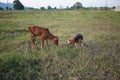 A cute beagle dog is playing with cow baby on the grass field Royalty Free Stock Photo