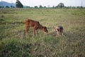 A cute beagle dog is playing with cow baby on the grass field Royalty Free Stock Photo