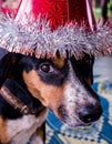 Cute Beagle Dog Portrait