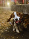 Cute Beagle dog puppy hidden Royalty Free Stock Photo