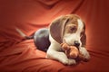 Cute Beagle dog puppy love toy Royalty Free Stock Photo