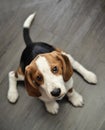 Cute Beagle dog puppy seating Royalty Free Stock Photo