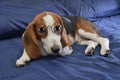 Cute Beagle dog puppy Royalty Free Stock Photo