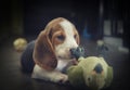 Cute Beagle dog puppy Royalty Free Stock Photo