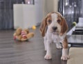 Cute Beagle dog puppy Royalty Free Stock Photo